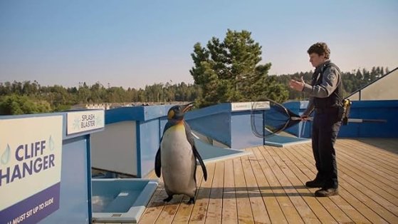 Giraffen, Gorillas und Pinguine