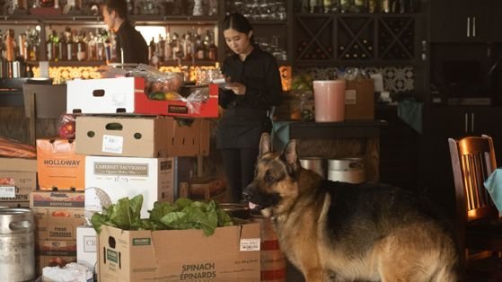 Champagner und Austern